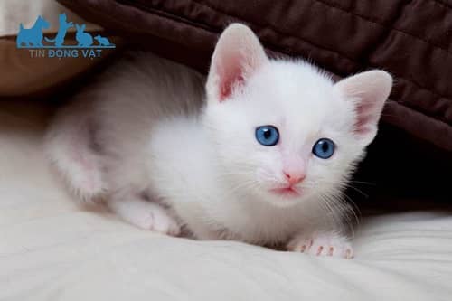 mèo mắt xanh