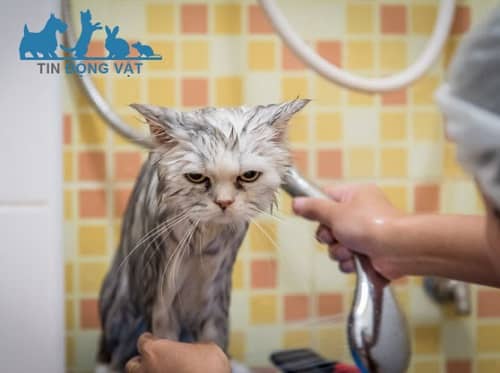 tắm cho mèo anh lông dài
