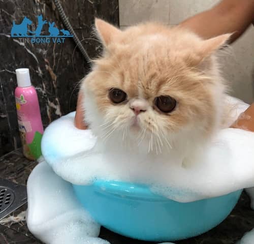 cách tắm cho mèo ba tư
