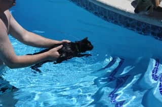 cho mèo bơi đi xa