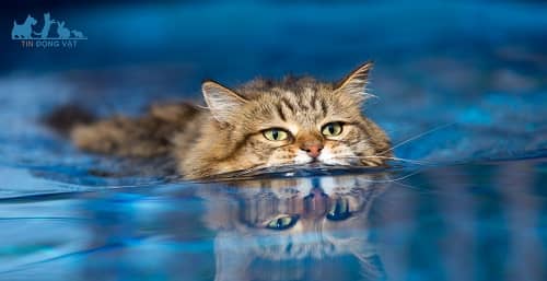 mèo có biết bơi không