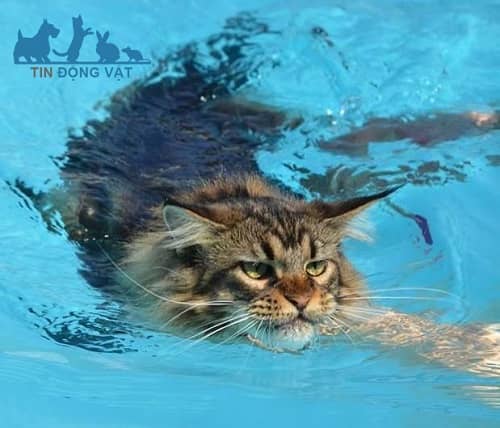 mèo maine coon bơi lội