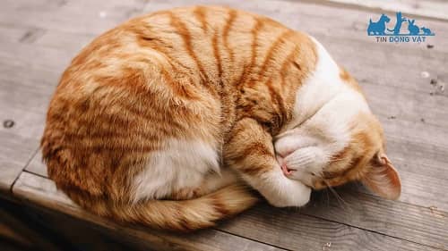 mèo trầm cảm ngủ nhiều hơn