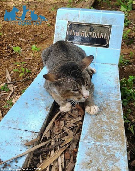mèo trung thành nằm bên mộ chủ suốt năm