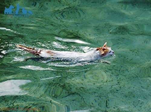 mèo turkish van đang bơi