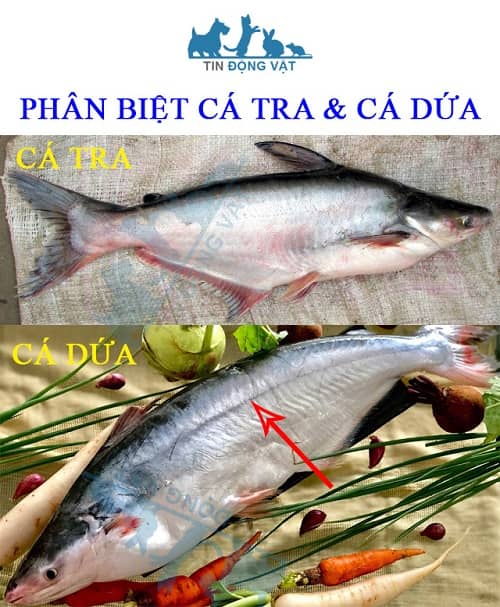 cá tra và cá dứa