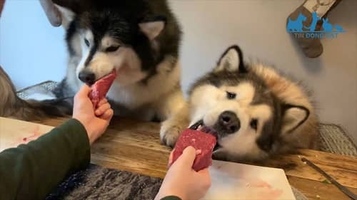 các loại thức ăn chó alaska