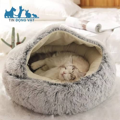 chuẩn bị ổ đẹp, ấm để cho mèo ngủ