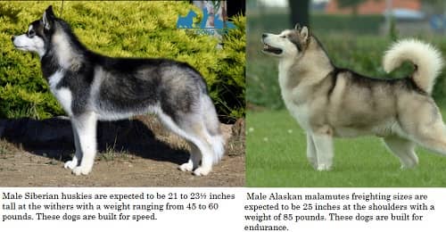 so sánh chó alaska và husky