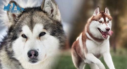 cách nhận biết chó alaska và husky