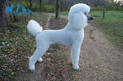 hình ảnh chó poodle trắng