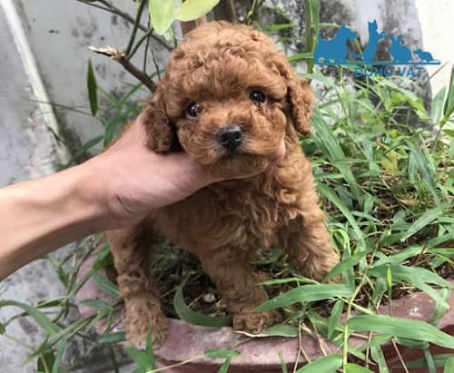 Chó Poodle Giá 500K, 1 Triệu, 2 Triệu,.. - Giá Rẻ Coi Chừng Lừa Đảo