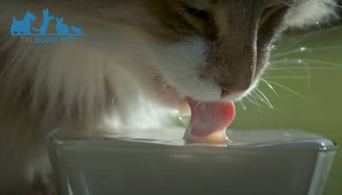mèo uống nước bằng lưỡi