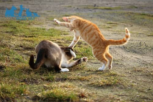 mèo đánh nhau