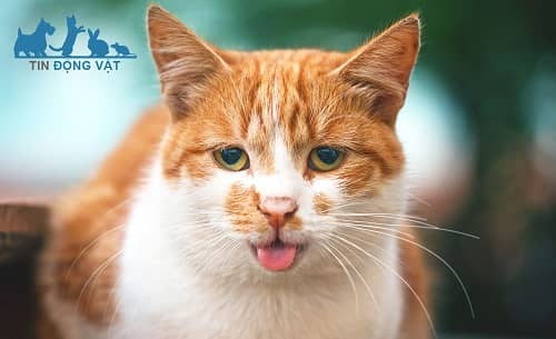 Vì sao mèo lè lưỡi? Liệu có phải mèo đang bị bệnh gì không?