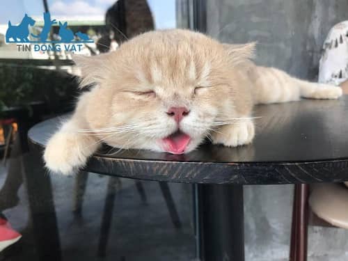 mèo lè lưỡi vì nóng