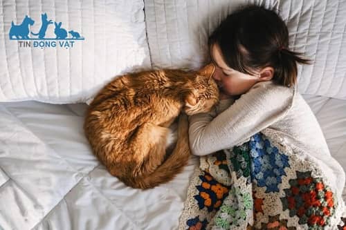 mèo ngủ với người để thể hiện tình cảm