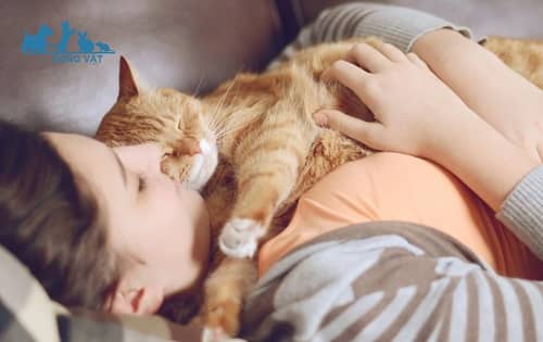 mèo ngủ với người vì thấy an toàn