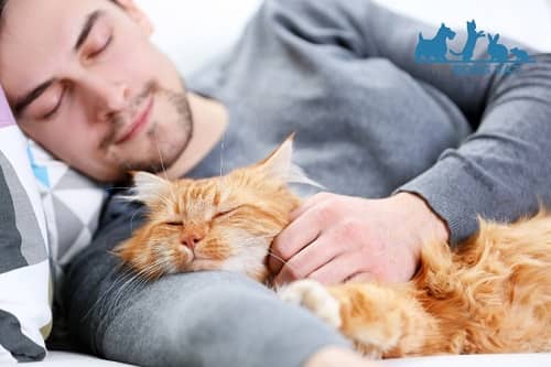 mèo thích ngủ với người vì ấm áp