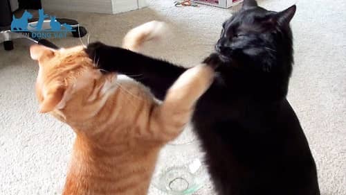 nhận biết mèo đánh nhau thật giả