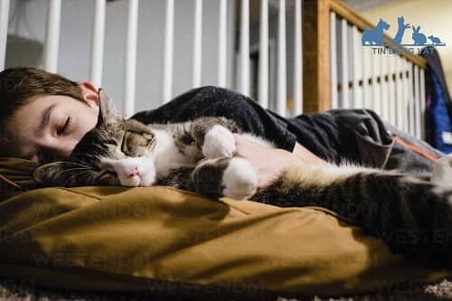 lợi ích khi ngủ với mèo