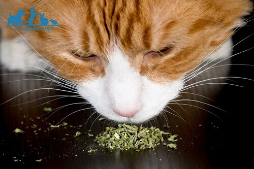 cách dùng cỏ catnip cho mèo