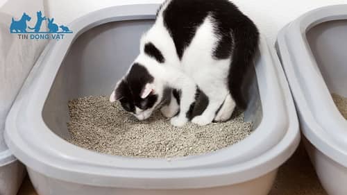 mèo ăn cát vệ sinh