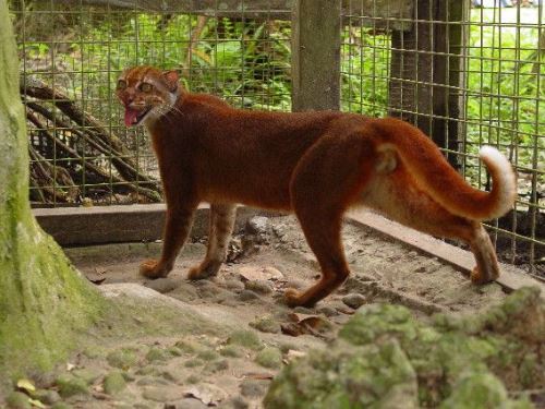 mèo cáo Borneo
