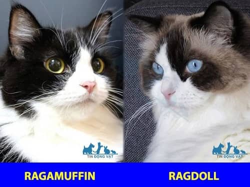 mèo ragdoll và ragamuffin khác gì nhau