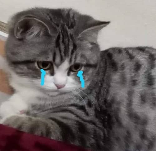 mèo tabby khóc dễ thương