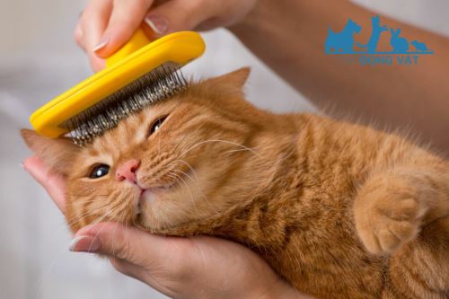 chải lông giúp mèo đáng yêu hơn