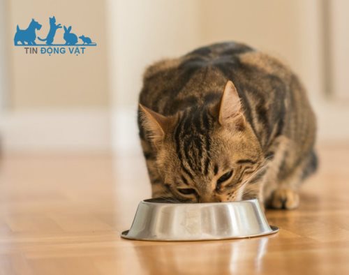 giảm cân cho mèo mập