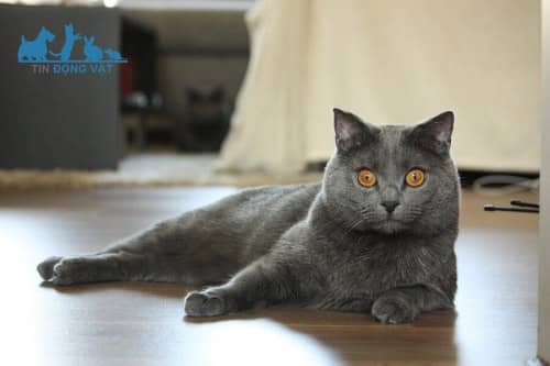 Mèo Chartreux màu xám