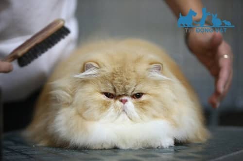 Mèo Peke-Faced béo đáng yêu