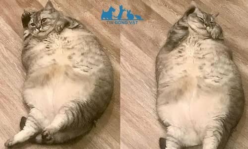 con mèo béo nhất thế giới 21kg