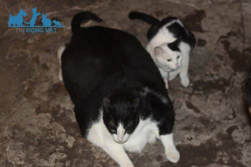 mèo béo nhất việt nam Miu