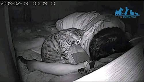 vì sao mèo không chịu ngủ