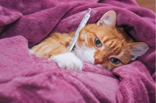 mèo không ngủ do bị bệnh