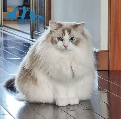 mèo ragamuffin béo dễ thương