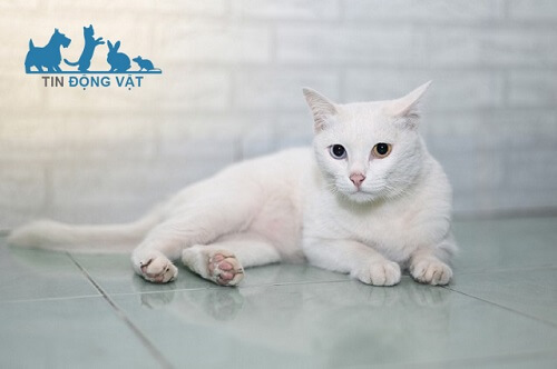 mèo Khao Manee thái lan