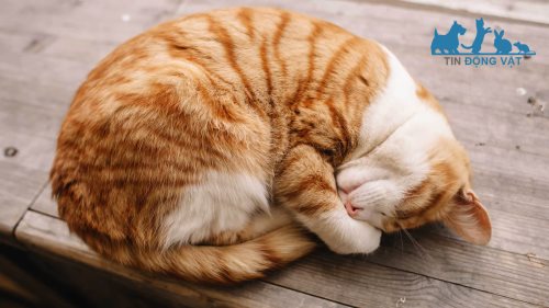 mèo ngủ cuộn tròn