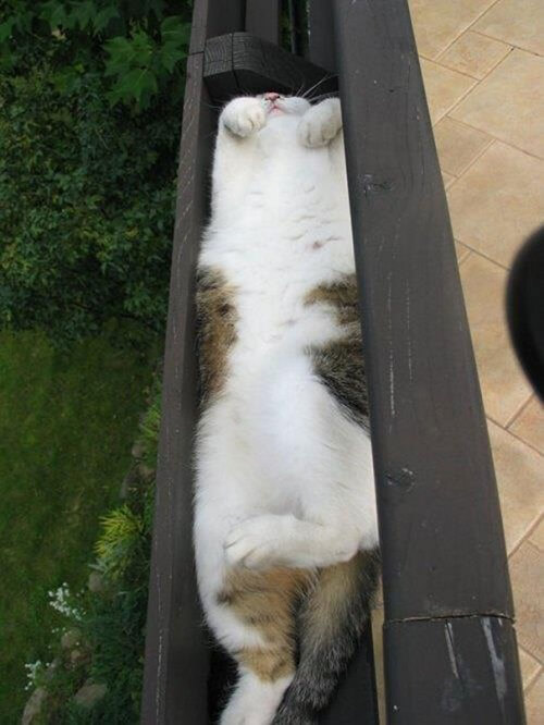 mèo ngủ trong hốc tre