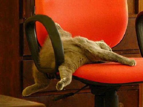 mèo nằm ngủ ngửa trên ghế