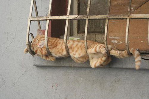 mèo ngủ cheo veo ở lồng sắt