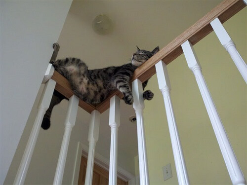 mèo ngủ trên tay vịn cầu thang