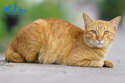 mèo tabby cam