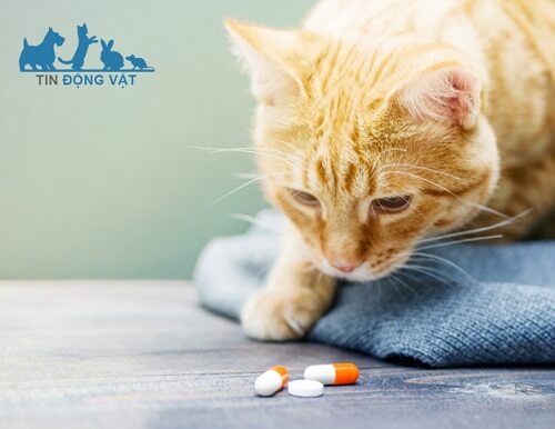 liều lượng thuốc ngủ cho mèo