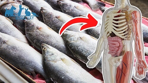 ăn cá chẽm có tác dụng gì