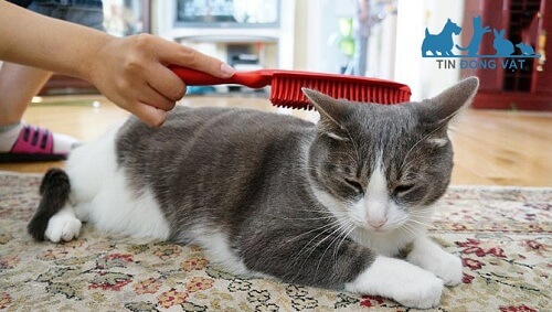 cách nuôi mèo lông ngắn
