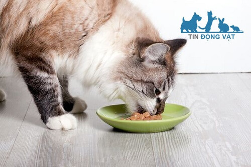 chế độ ăn của mèo lông xù